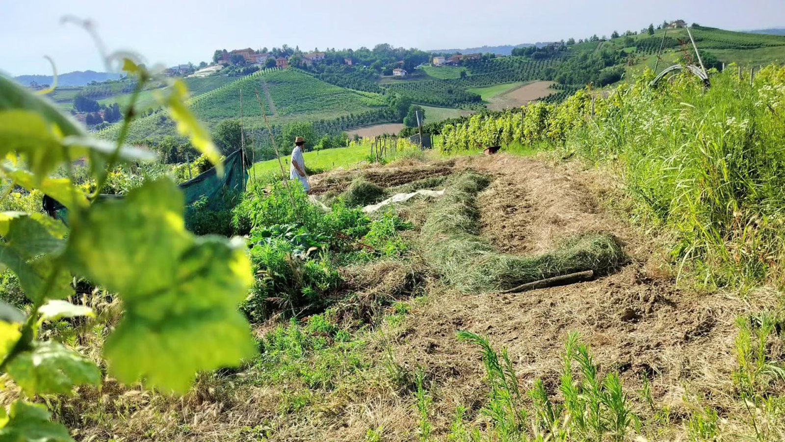 gonella, naturální vína, piemonte, the italians