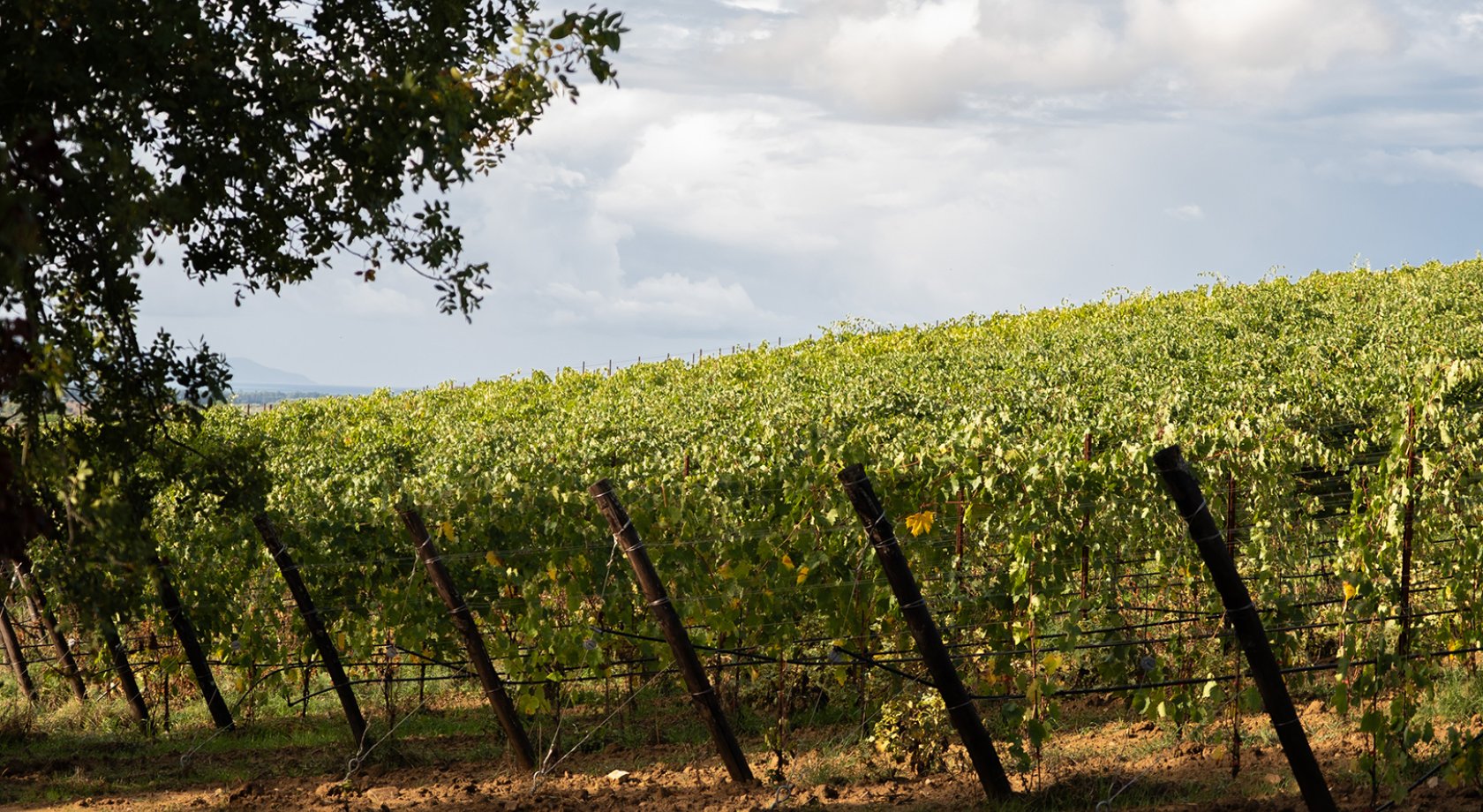 le rogaie, maremma, the italians, naturální vína