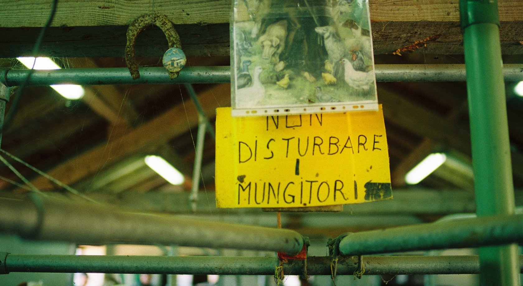 alpeggio, lavarone, millegrobbe, trentino