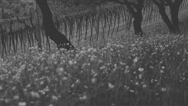 Massimago, amarone, valpolicella, vína, veneto